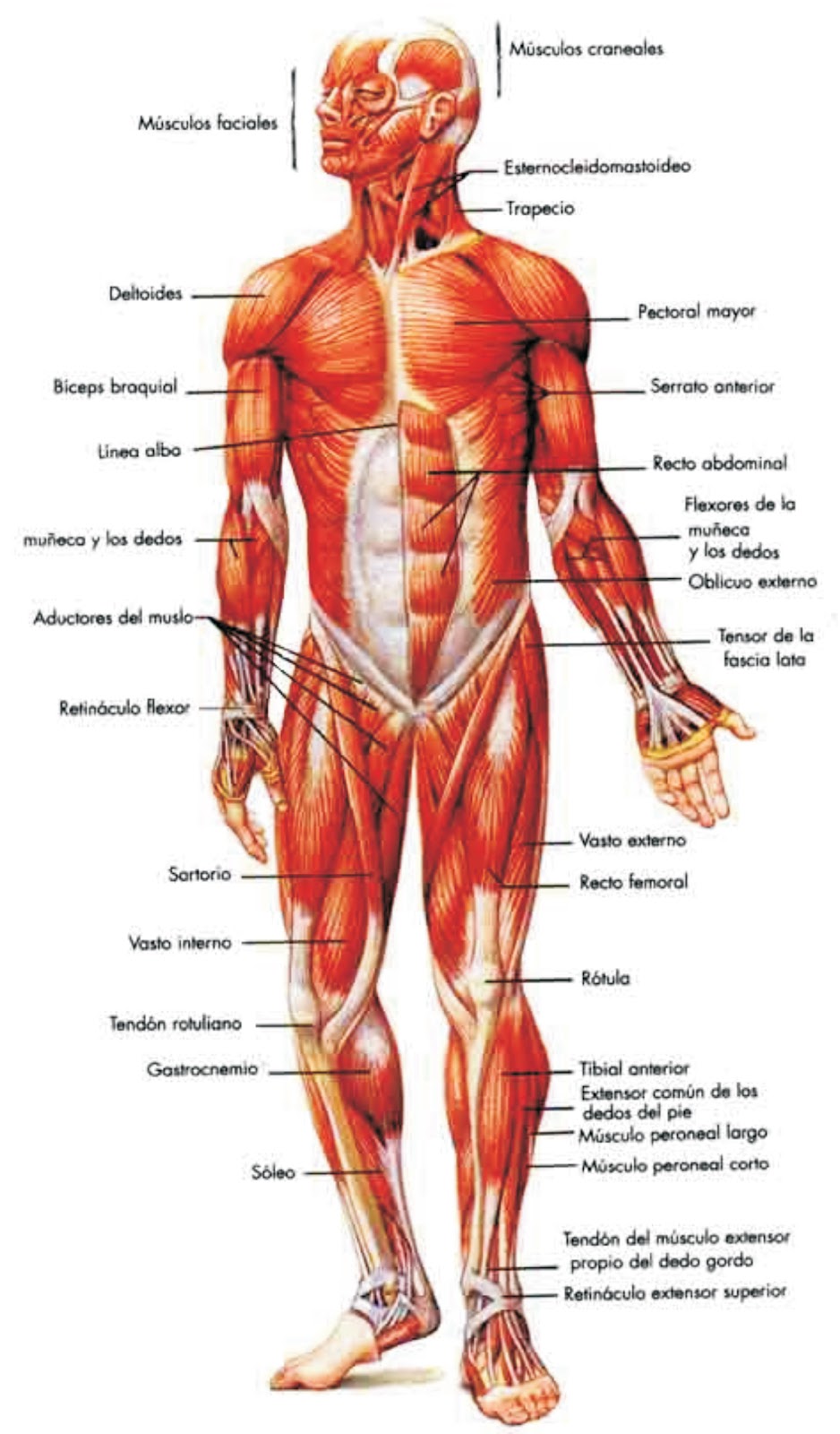 Musculos del cuerpo humano educacion fisica Musculos del cuerpo humano educacion fisica